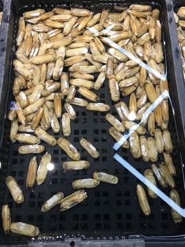 海鮮水產(chǎn)