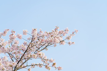 春天白天在公園里盛開的美麗櫻花