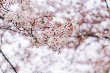 春天白天在公園里盛開的美麗櫻花
