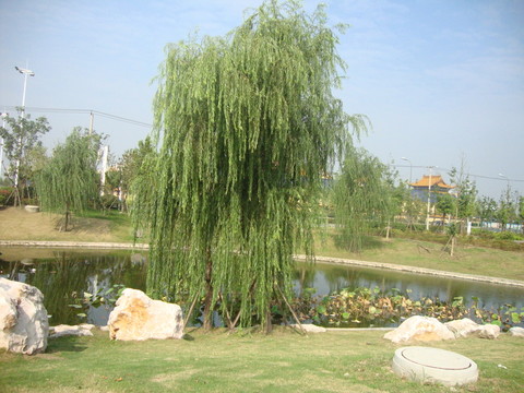 柳樹