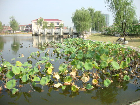 荷花池