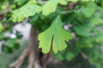 這是一個(gè)綠色銀杏樹(shù)葉子的鏡頭特