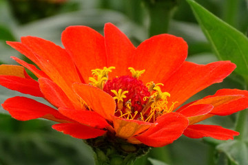 非洲菊