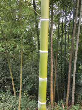 竹子