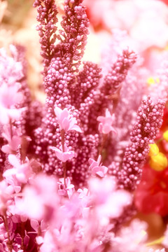 紫花鮮花