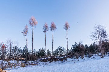 松嶺雪村