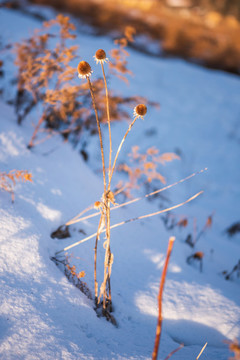 松嶺雪村