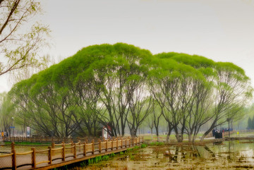 樹