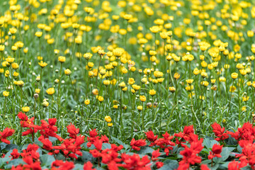 田间土地生长的红色黄色野花