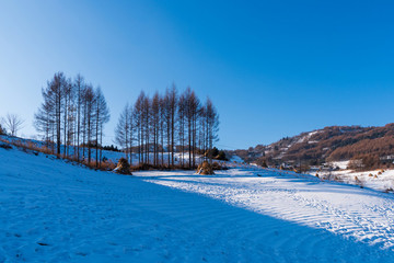 松嶺雪村