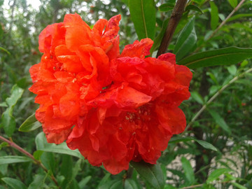 石榴花