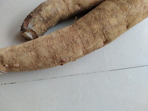 木薯