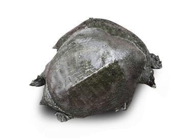 野生甲魚