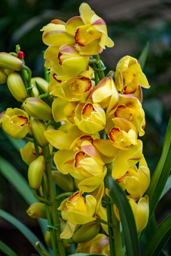 蘭花