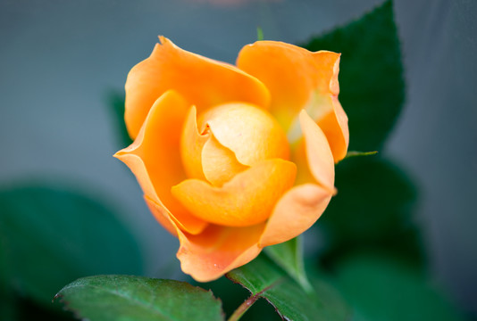 玫瑰花