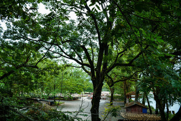 大樹(shù)