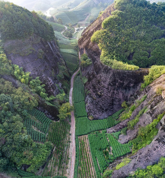 茶園茶山