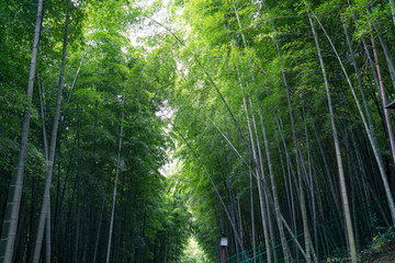 竹林素材