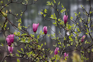 玉蘭花樹