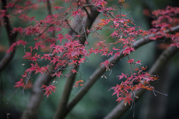 紅葉雞爪槭