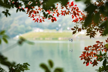 紅杉映仙湖