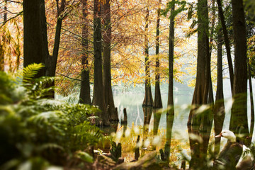 紅杉映仙湖