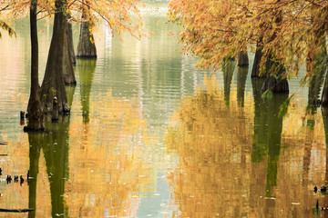 紅杉映仙湖