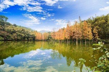 紅杉映仙湖