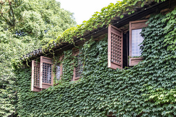 爬滿青藤的小屋