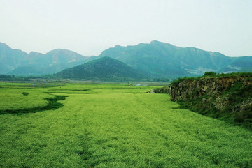 油菜花