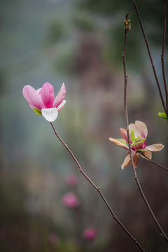玉蘭花