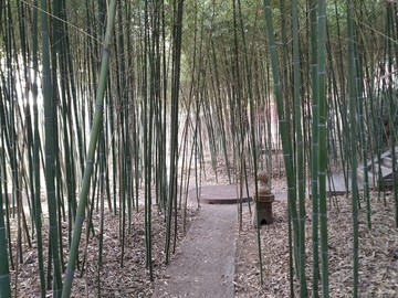 竹林