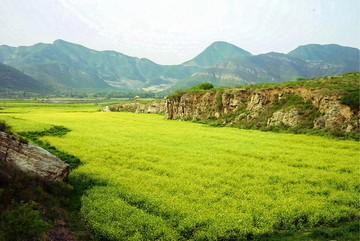 油菜花
