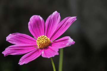 波斯菊