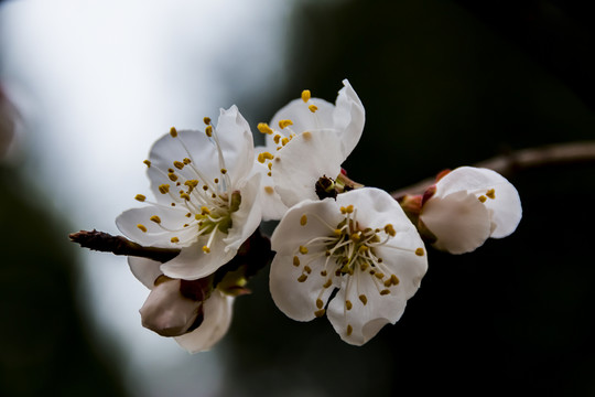桃花