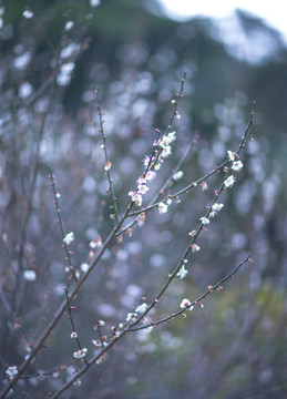 梅花