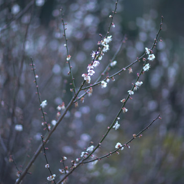 梅花