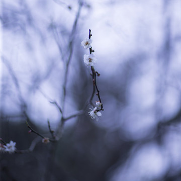 白梅花