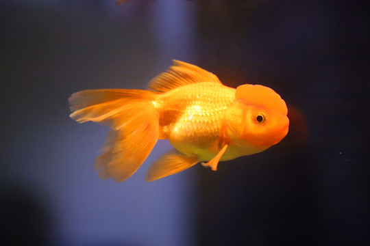 鶴頂紅金魚