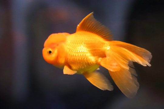 鶴頂紅金魚