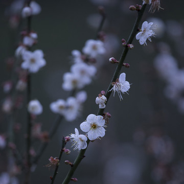 梅花