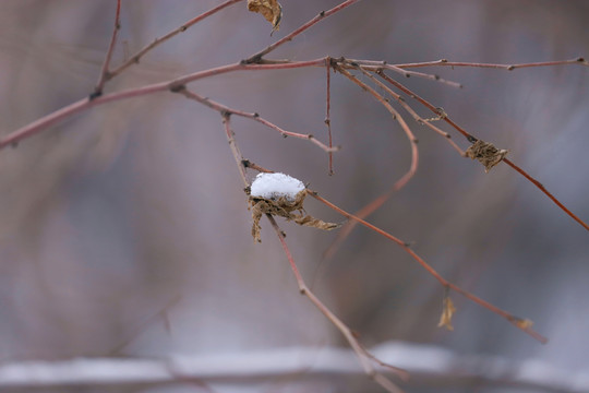 冬季的樹枝