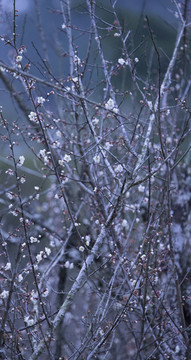 梅花