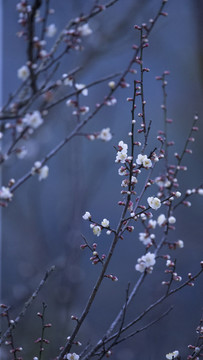 梅花