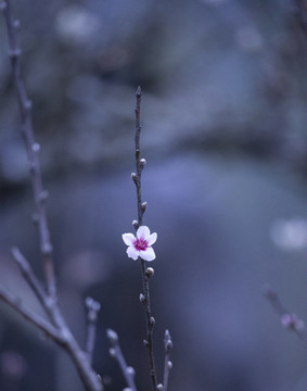 梅花