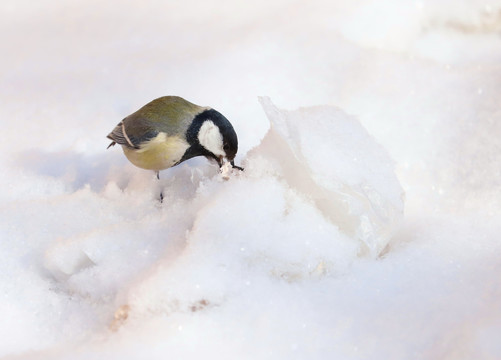 雪中覓食的麻雀