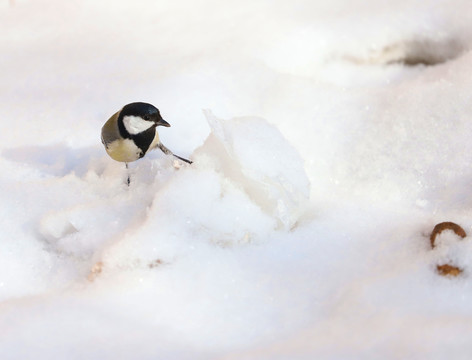雪中覓食的麻雀
