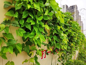 爬山虎