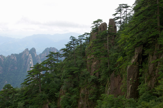 黃山絕壁樹木