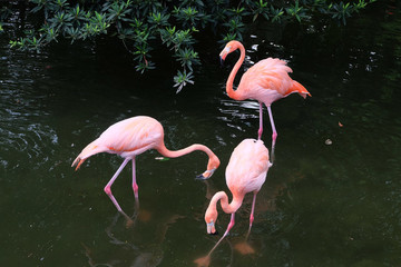火烈鳥(niǎo)